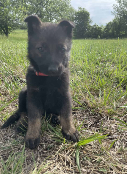 Shepherd Puppy